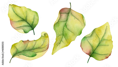 Set of watercolor leaves isolated on white background. For creating wonderful compositions, decorating postcards, invitations, business cards and packaging in eco-style.