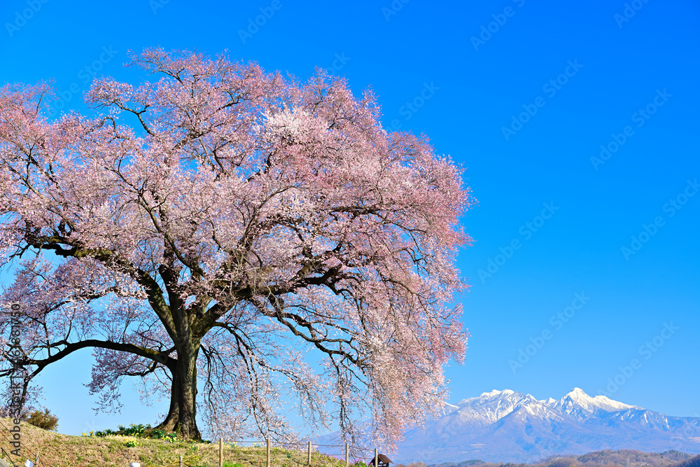桜と青空 桜と青空
