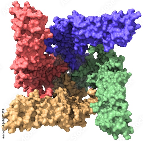 Transient Receptor Potential Cation Channel subfamily V member 1 (TrpV1)