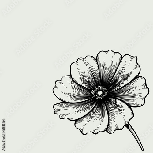 vintage flower hand drawn drawing. monochrome flower vector design. black and white drawing