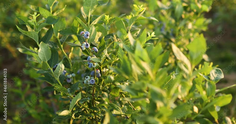 Blueberry bush on sunset, organic ripe with succulent berries, just ready to pick, Blueberries plant growing in a garden field, . Blue berry hanging on a branch, Bio, organic healthy food Blueberry bush on sunset, organic ripe with succulent berries, just ready to pick, Blueberries plant growing in a garden field, . Blue berry hanging on a branch, Bio, organic healthy food
