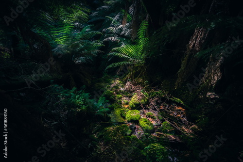 Mossy rocks in forest
