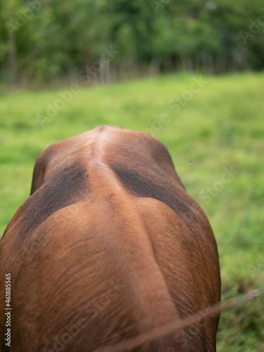 Animales de granja