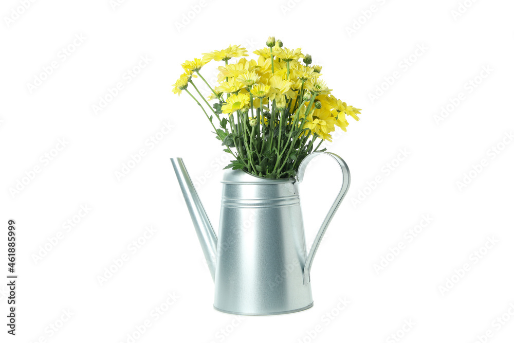 Watering can with chrysanthemums isolated on white background
