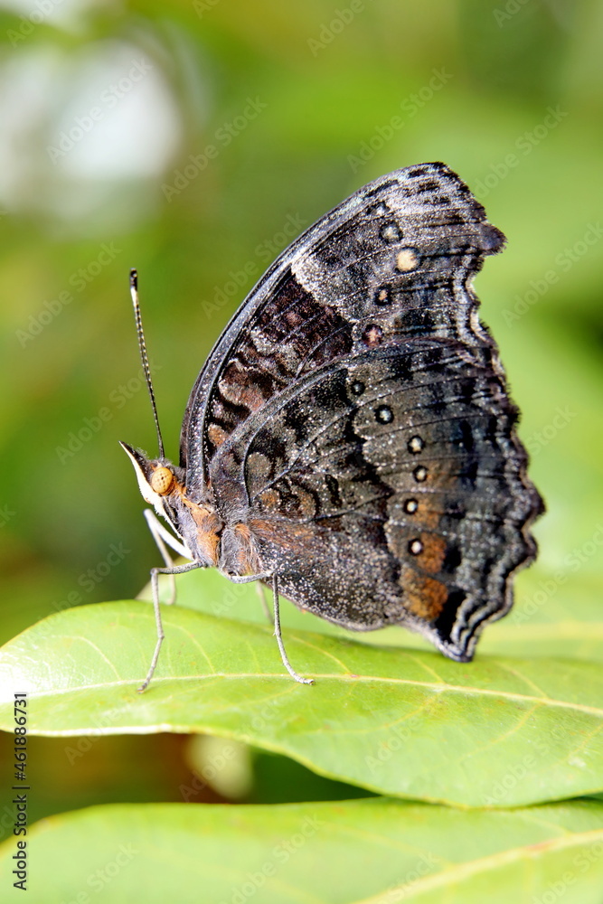 Fototapeta premium butterfly on a leaf
