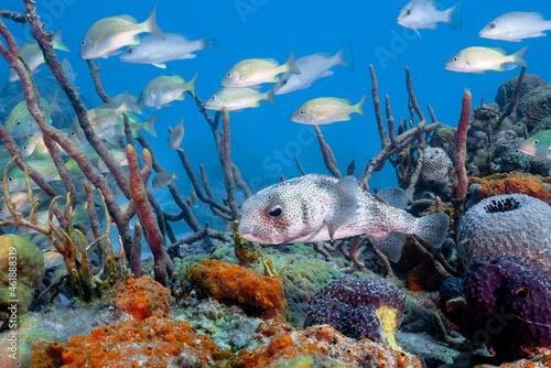 Fototapeta Naklejka Na Ścianę i Meble -  Bright coral reef scene with many fish including a porcupine fish