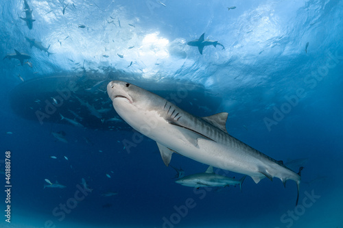A Tiger Shark and other sharks circle under a boat