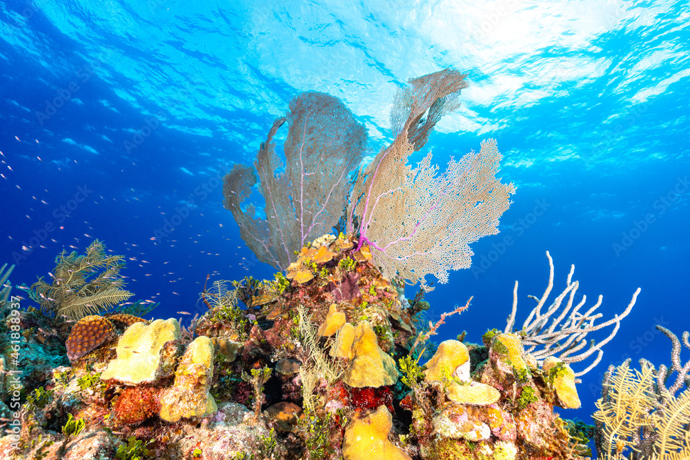 Fototapeta premium Vibrant colorful tropical coral reef in clear blue water