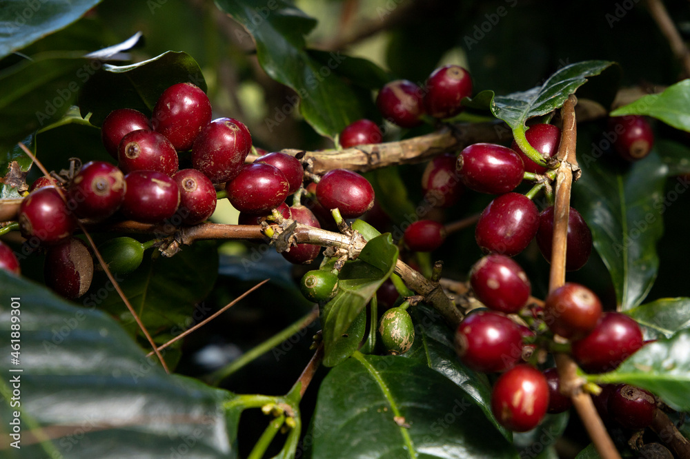 A branch full of coffee cherries that is called Parainema, a variety with larger berries than normal