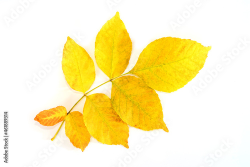 Yellow ash leaf isolated on white