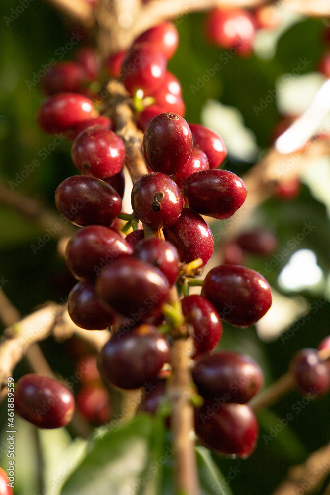 A branch full of coffee cherries that is called Parainema, a variety with larger berries than normal