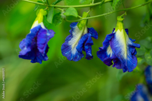 Bright blue butterfly pea flowers bloom on the stems. © dnai