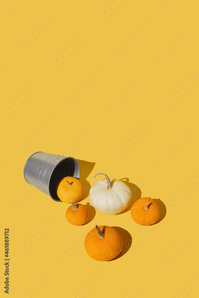 Pumpkins spilled from sylver gray pail against yellow background. Autumn, thanksgiving minimal, vertical concept