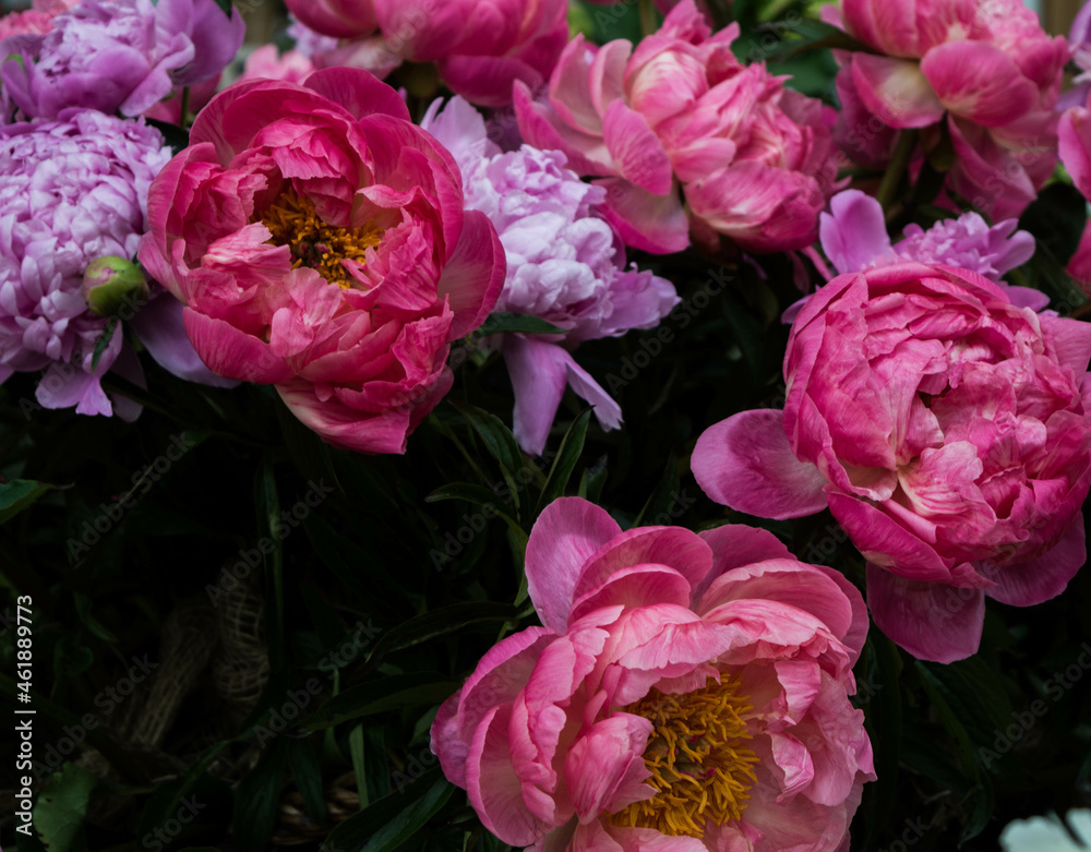 colorful blooming peony flowers in amzing colors in summer