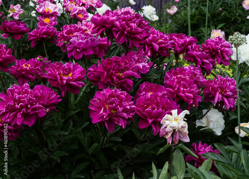 pink peony bush blooming in garden in summer