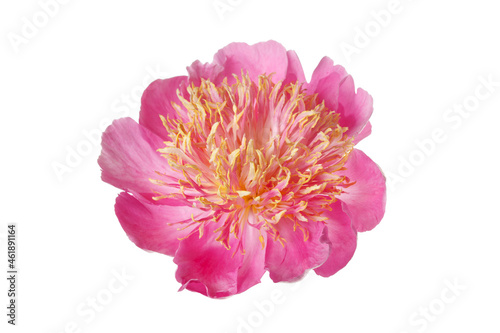 Bright peony flower with pink petals and lush orange stamens isolated on a white background.