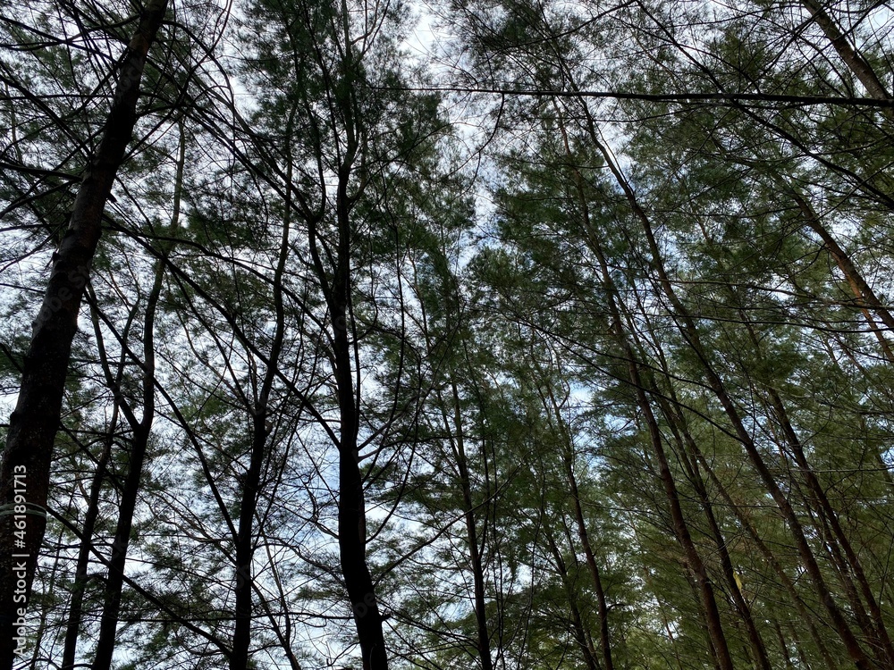 Lanscape background of trees and sky in the forest with dark shot Lanscape background of trees and sky in the forest with dark shot