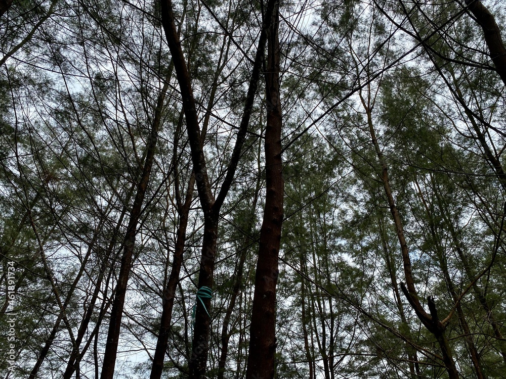 Blurring Lanscape background of trees in the forest