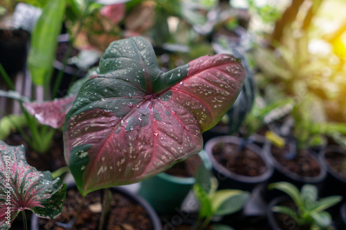 Caladium bicolor in the pot
