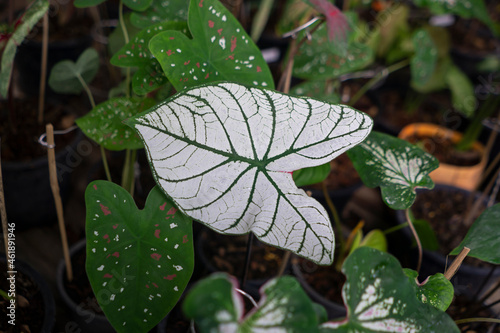 Caladium bicolor in the pot