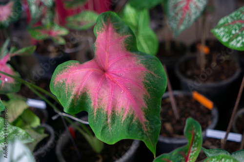 Caladium bicolor in the pot