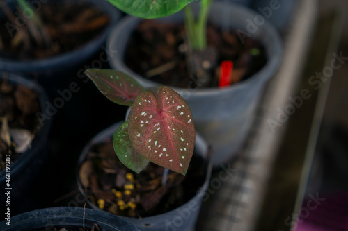Caladium bicolor in the pot