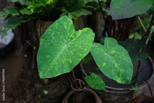 Caladium bicolor in the pot