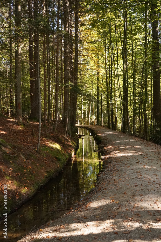 Fototapeta premium Waldweg am Bach
