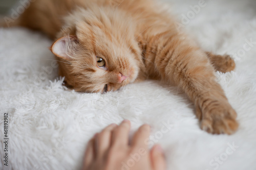 Fluffy sleepy orange ginger cat lying on the white blanket on the bed photo