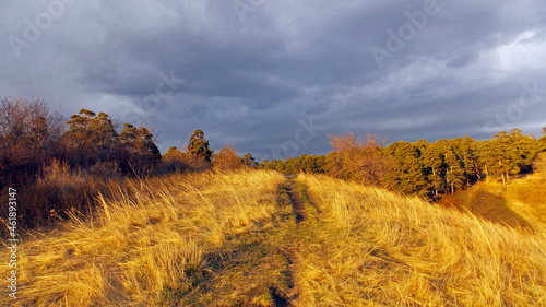 Pine forest in Kemerovo