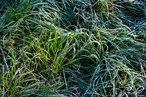 Green frosted grass by day