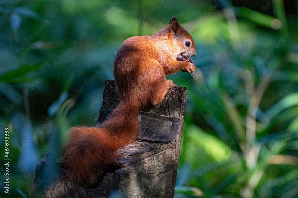Obraz premium red squirrel in the forest