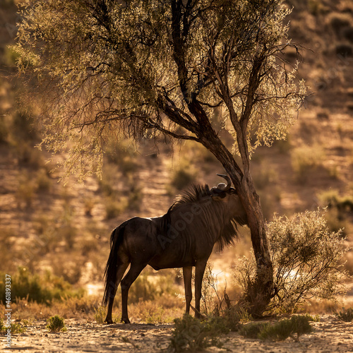 Blue wildebeest scratching trunk in backlit at dawn in Kgalagadi transfrontier park  South Africa   Specie Connochaetes taurinus family of Bovidae