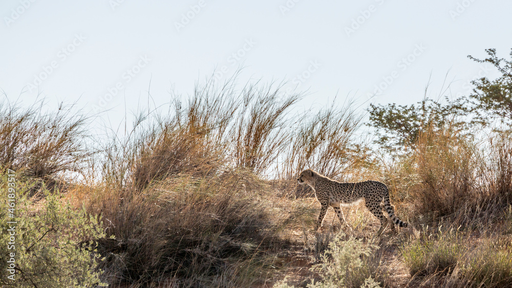 Cheetah walking up the dune in backlit in Kgalagadi transfrontier park, South Africa ; Specie Acinonyx jubatus family of Felidae Cheetah walking up the dune in backlit in Kgalagadi transfrontier park, South Africa ; Specie Acinonyx jubatus family of Felidae