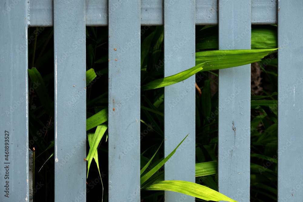 fence and green grass