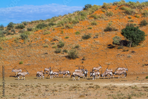 South African Oryx herd in desert habitat in Kgalagadi transfrontier park, South Africa; specie Oryx gazella family of Bovidae