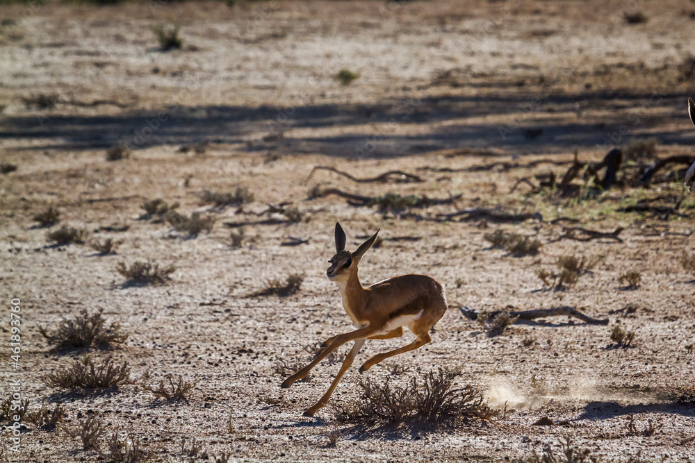 Baby Springbok jumping and running in Kgalagari transfrontier park, South Africa ; specie Antidorcas marsupialis family of Bovidae Baby Springbok jumping and running in Kgalagari transfrontier park, South Africa ; specie Antidorcas marsupialis family of Bovidae