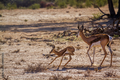 Springbok mother an calf running in Kgalagari transfrontier park, South Africa ; specie Antidorcas marsupialis family of Bovidae