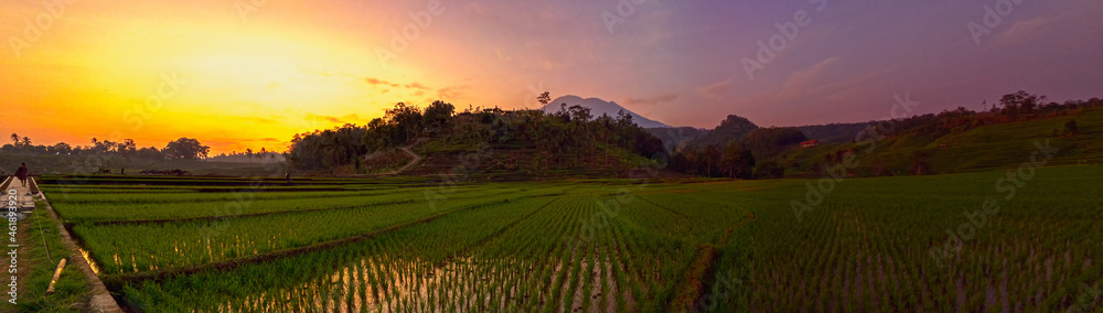 Obraz premium sunrice field and mountain panorama