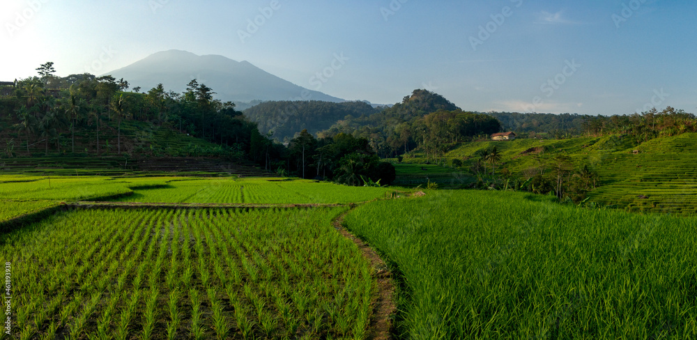 rice field and mountain panorama