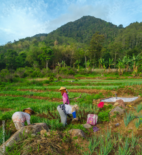 farmers in the field