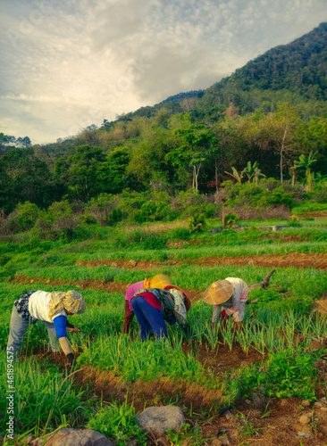 farmers in the field