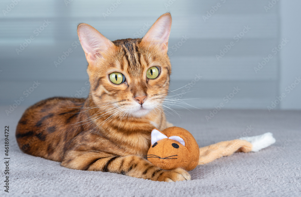 Portrait of an adorable domestic cat with a toy.