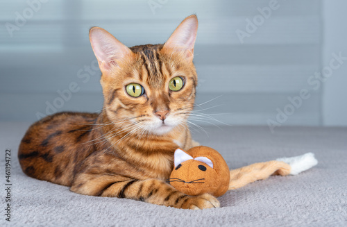 Portrait of an adorable domestic cat with a toy.