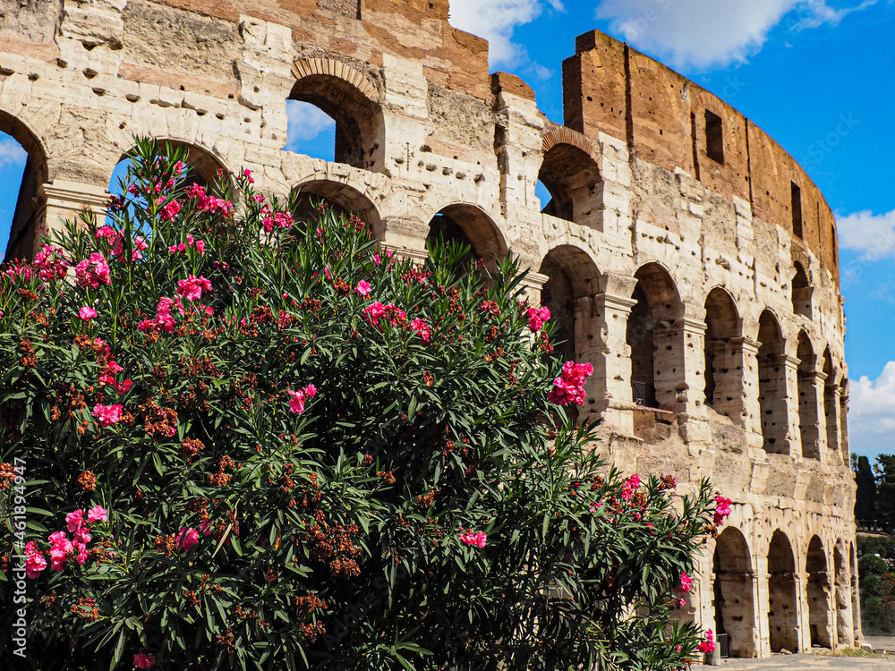 Obraz premium Azalea flowering plant in front of the Colosseum in Rome