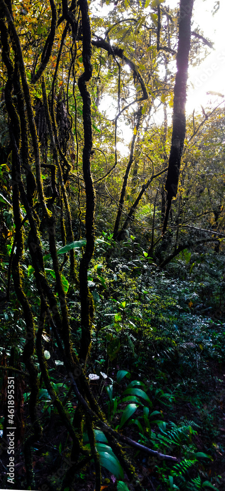 Obraz premium in the jungle