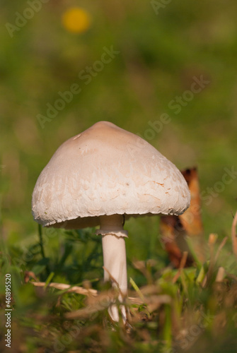 La mazza di tamburo è un fungo basidiomicete della famiglia Agaricaceae. È uno dei più vistosi, conosciuti ed apprezzati funghi commestibili. La sua tossicità da cruda, caratteristica poco nota e comu