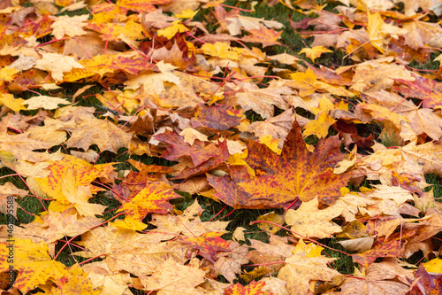 Autumn multicolored maple leaf on the ground