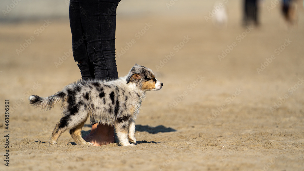 puppy dog on the sand at the beach besides a person