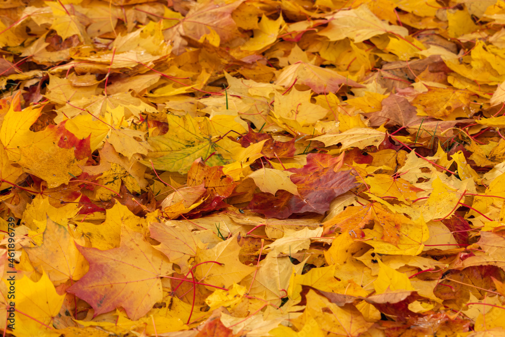 Autumn multicolored maple leaf on the ground